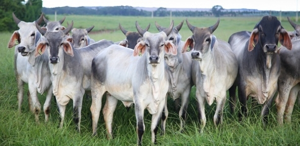 Volume de bovinos vivos exportado pelo Brasil totalizou 24,2 mil em janeiro