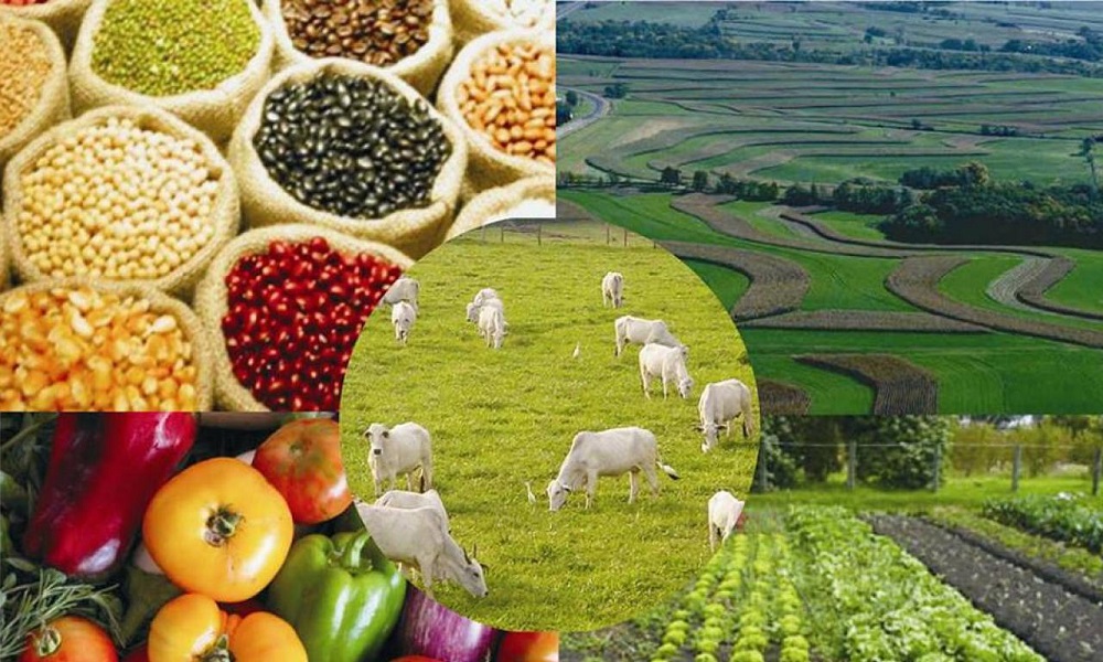Valor Bruto da Produção Agropecuária de 2019 alcançou R$ 630,9 bi