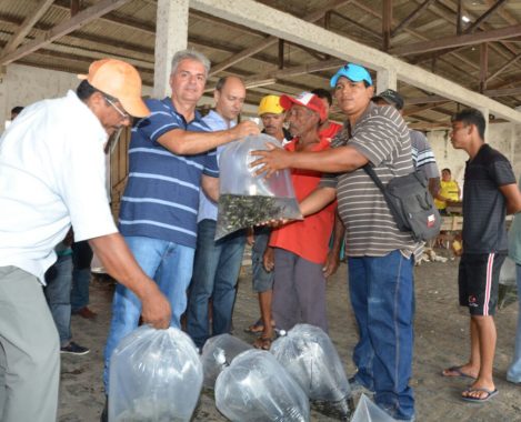 Prefeitura distribui 15mil alevinos a produtores em Cajueiro