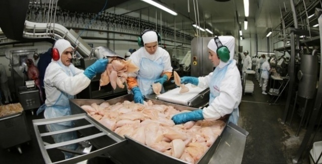 Consumo de carne de aves é seguro
