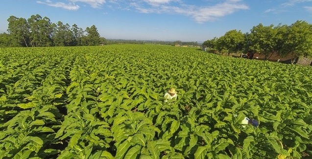 Exportação de tabaco cresce 70% no início do ano