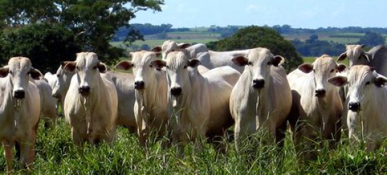 Produção de carne bovina e suína do Brasil deve aumentar em 2018