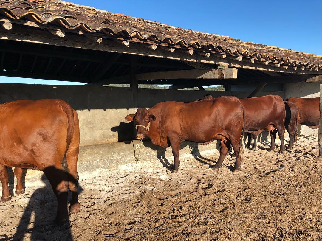 Referência no NE, Fazenda Mangabeira investe e impulsiona pecuária de corte