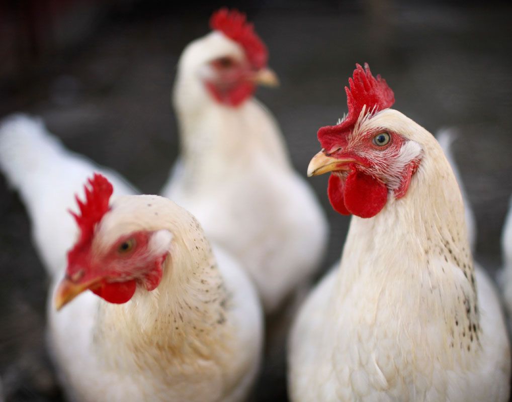 Aves podem ser consumidas sem risco após cozimento, afirma ministro