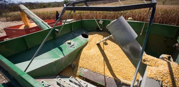 Indicador do milho é o maior desde setembro de 2016