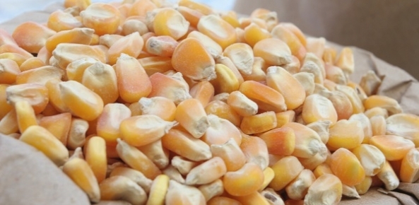 Exportações brasileiras de milho cresceram no primeiro bimestre deste ano, em relação a 2017