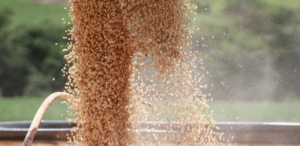 Safra recorde de grãos impulsiona melhor resultado da história para o PIB do agro