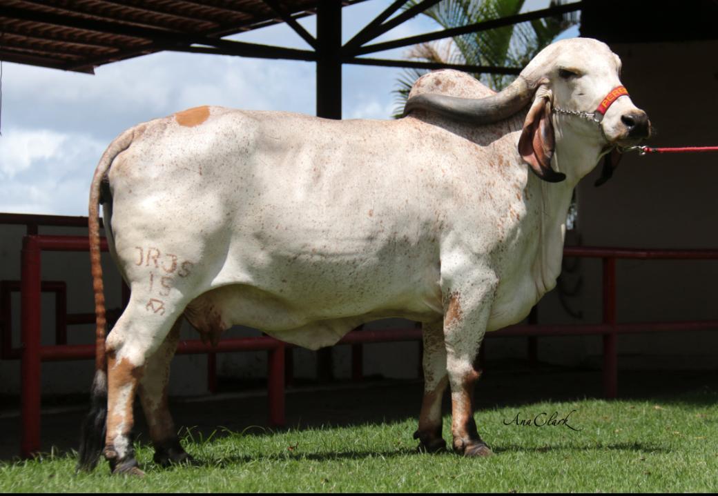 3º Leilão Genética de Berço assegura bovino adaptável ao Nordeste