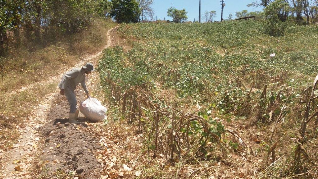Governo de Alagoas fará distribuição de 1.250 toneladas de sementes