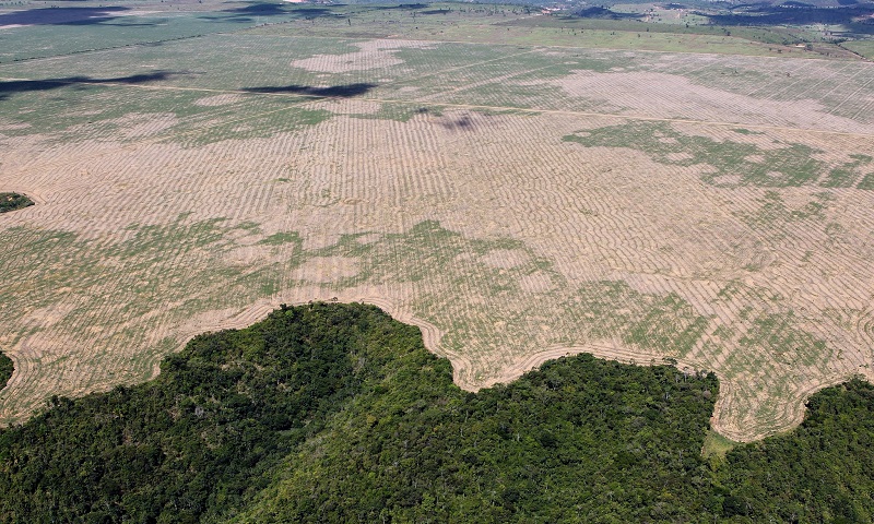 Desmatamento na Amazônia é 88% maior que mesmo período de 2018