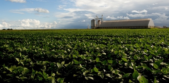 Brasil já vendeu 51,9% de sua soja