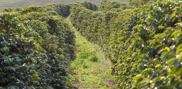 Clima indica uma safra de café com qualidade no Brasil