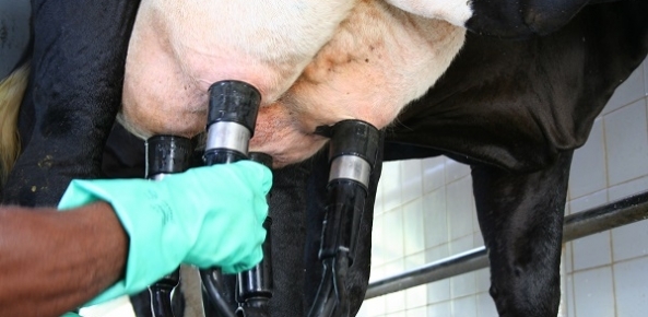 Preços pagos aos produtores de leite registram aumento de 3,3% em SC