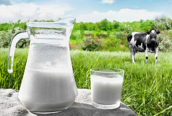 A importância do consumo e produção leiteira em AL