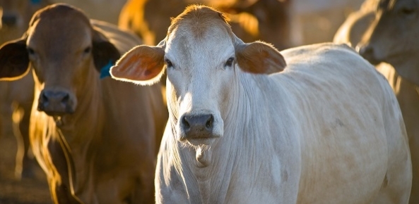 Brasil e Paraguai simplificam regras para o comércio bilateral de bovinos