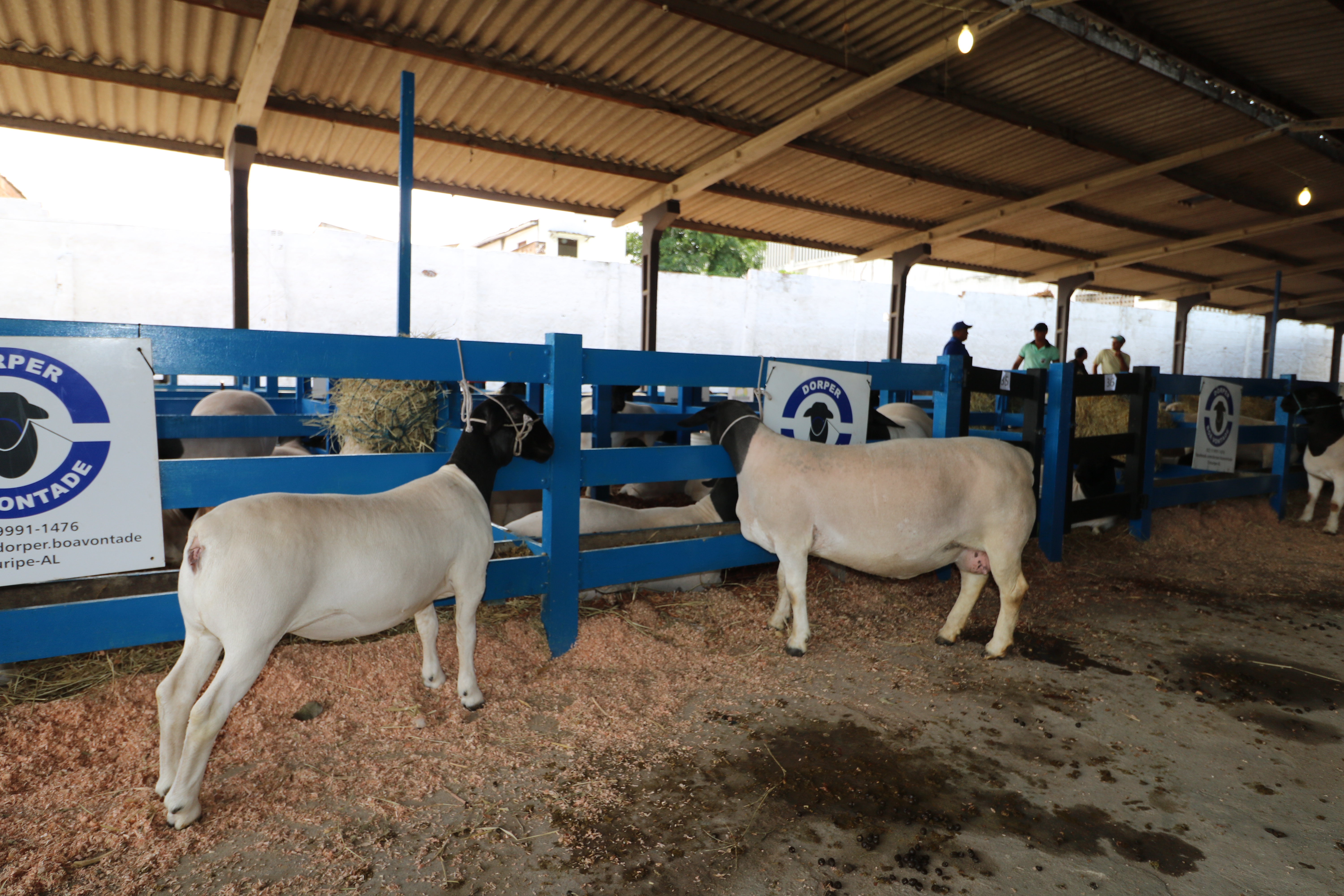 Exposição Nordestina Dorper e White Dorper 2018 incentiva criação de ovinos em AL