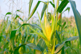 Brasil deverá colher uma safra de milho 10% menor