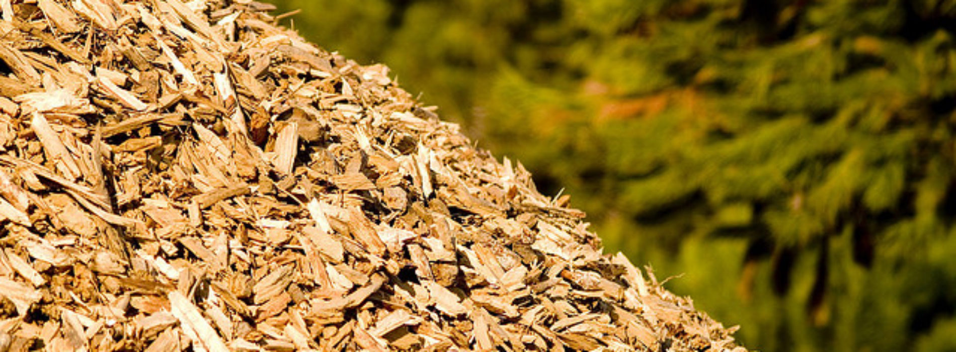 Presidente da Faeal destaca importância da biomassa para a agricultura