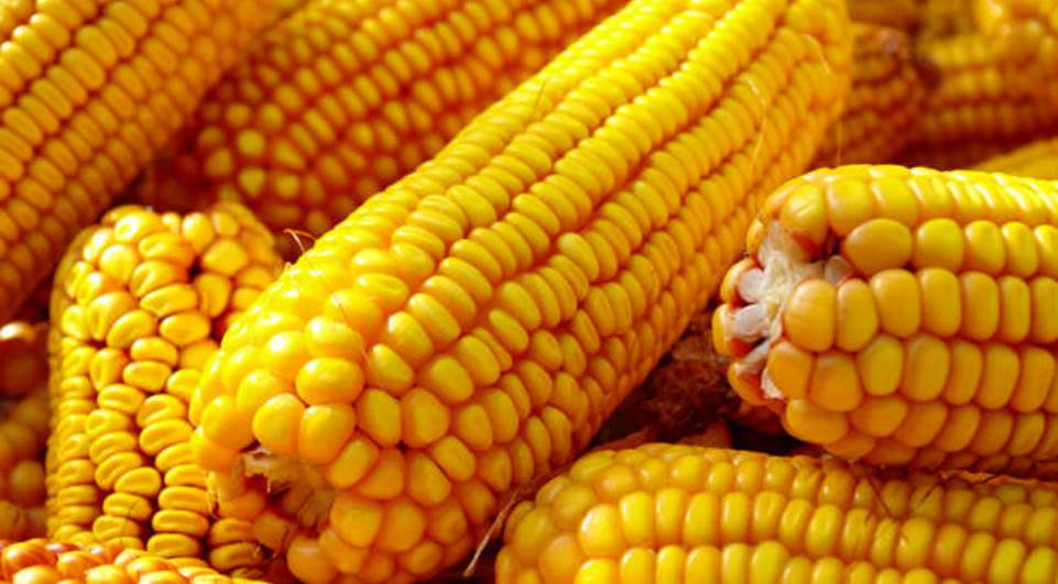 Produção de milho 2ª safra terá queda de 11%, diz IBGE
