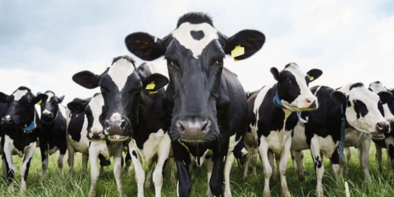 Abate de bovinos cresce 1,4% no primeiro trimestre, diz IBGE