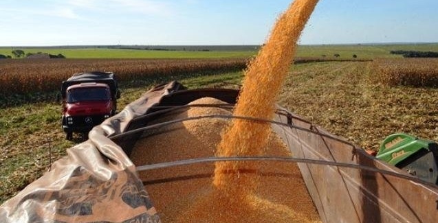Colheita do milho pode ser afetada por instabilidades