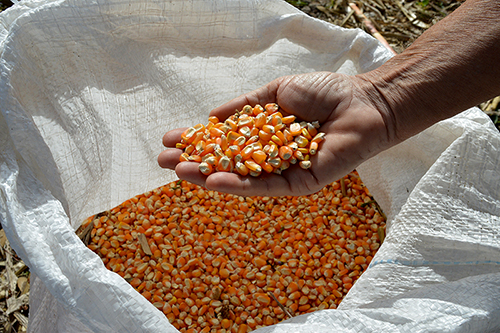 Produtores da CPLA são beneficiados com distribuição de sementes de milho, sorgo e feijão