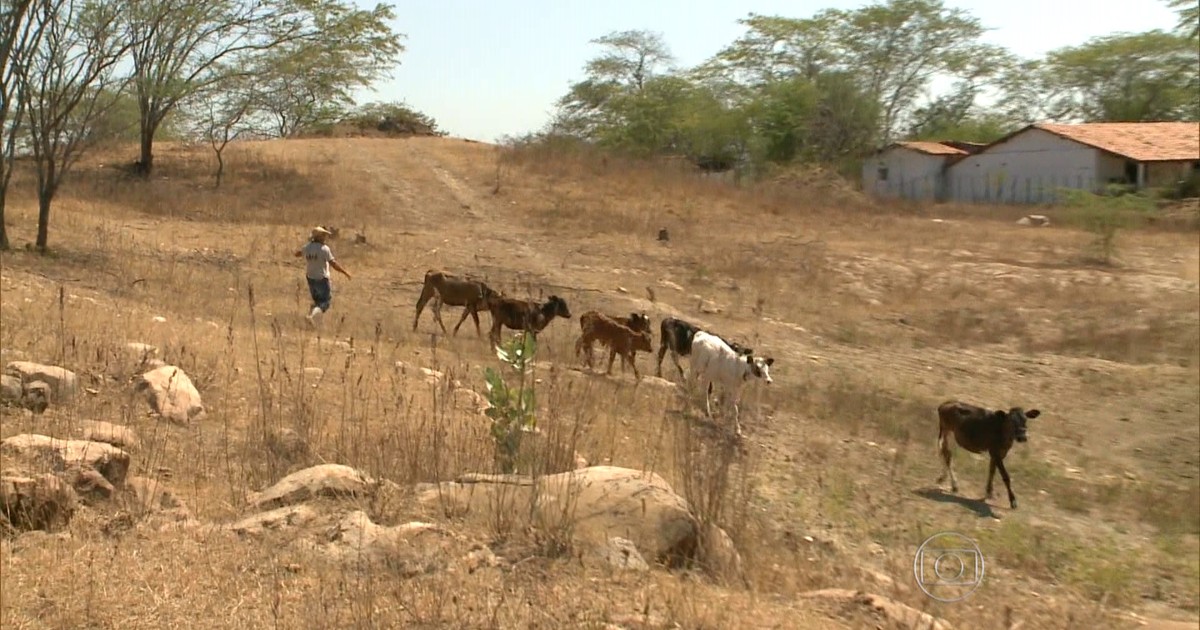 Agricultores familiares do Sertão vivem a “seca do chão rachado”