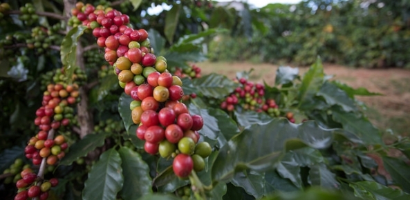 Brasil exportou 2.157 milhões de sacas de café no mês de junho