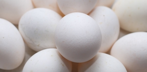 Preços dos ovos registram aumento na semana, aponta Cepea