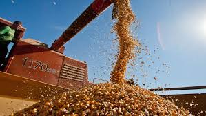É previsto aumento de 30% na safra de grãos