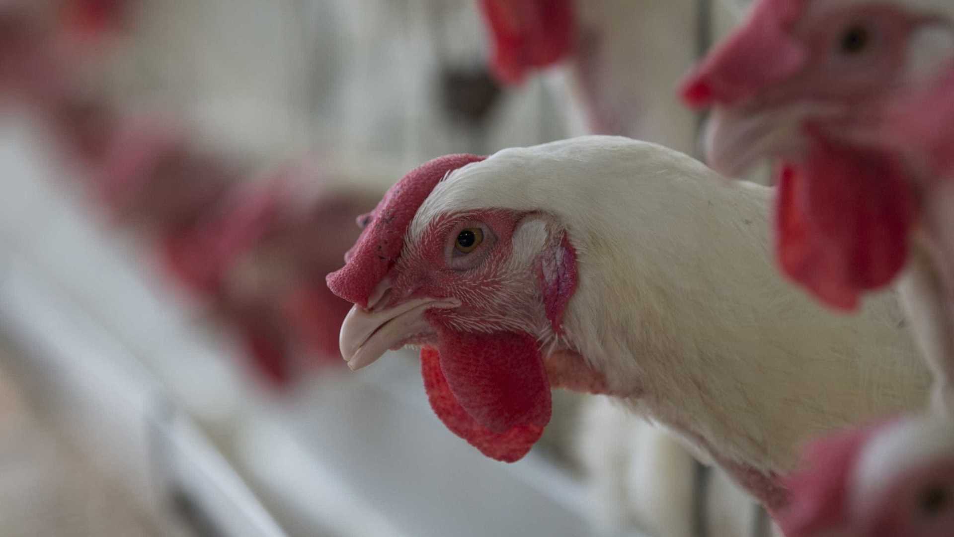 Greve de caminhoneiros reduz em 8,3% abate de frangos no 2º trimestre