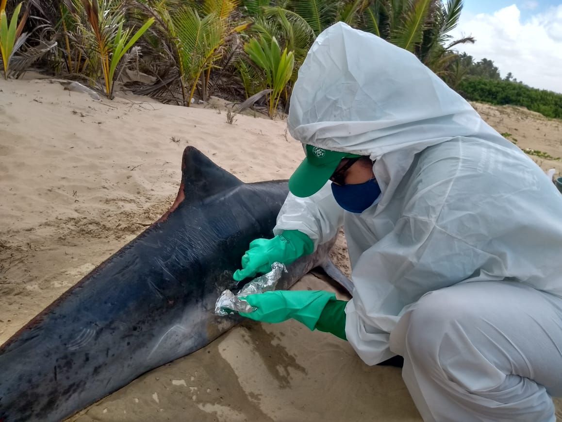 Golfinho com manchas de óleo é encontrado morto em Feliz Deserto