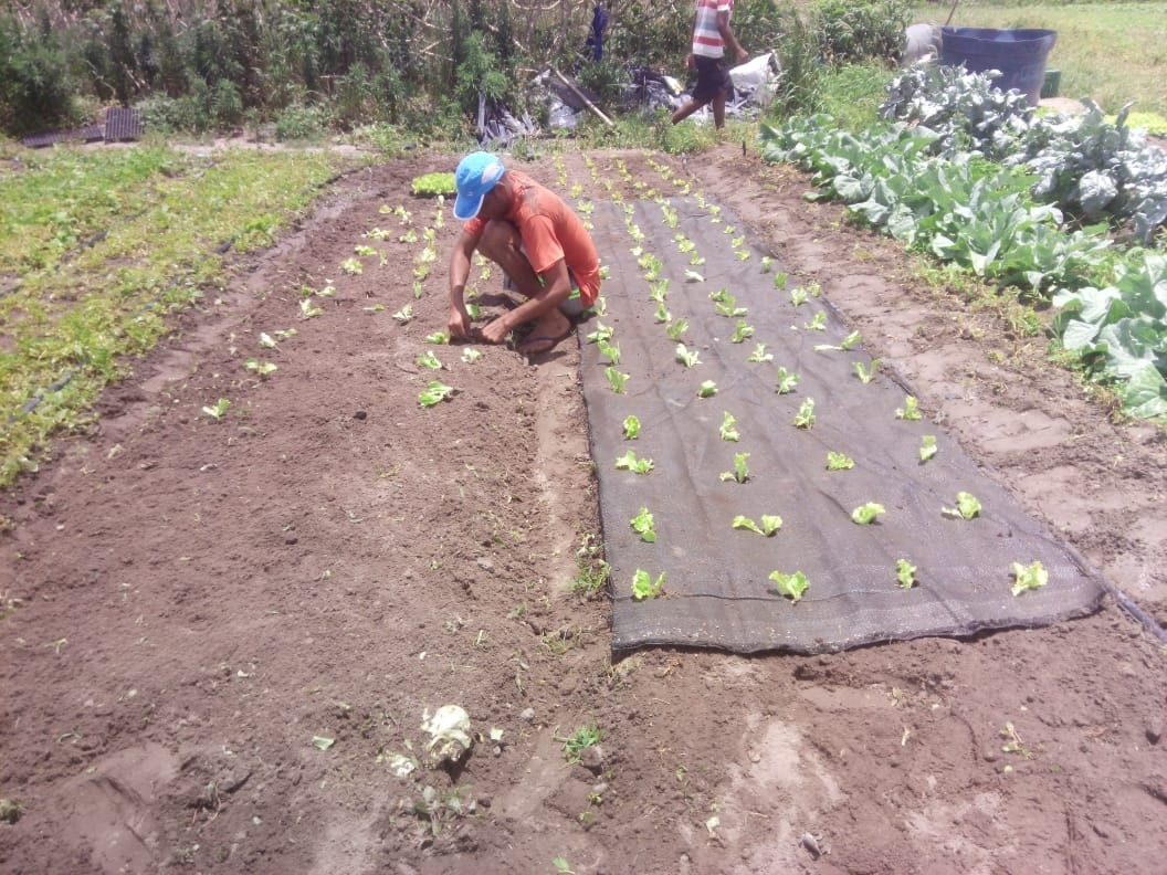 Projeto de inovação tecnológica melhora qualidade no cultivo de hortaliças em Arapiraca