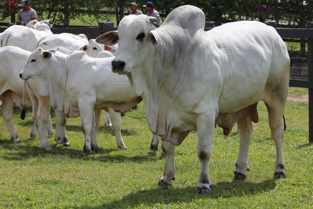 IBC oferta animais com padrão genético para atender mercado da pecuária