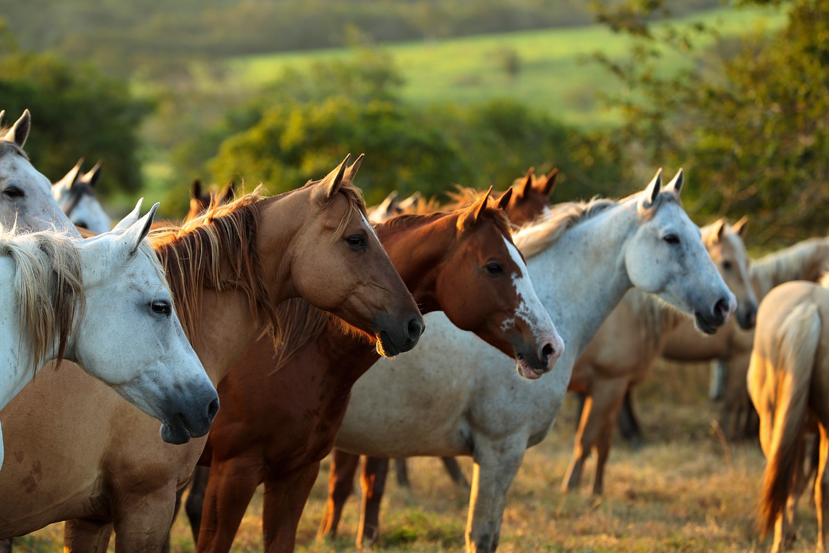 Alagoas  Quarter Horse inova com trio de vendas de coberturas