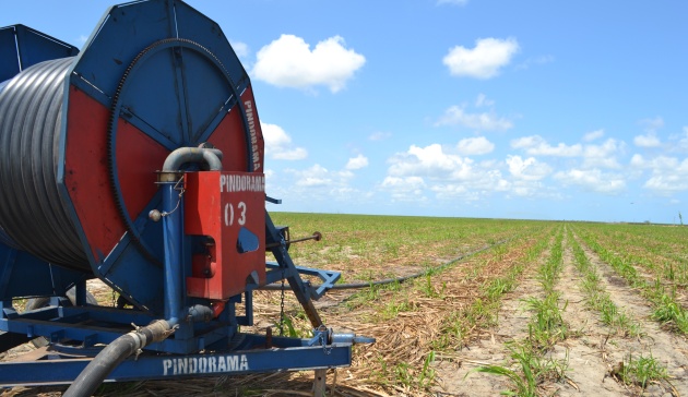 Cooperativa aposta em irrigação para aumentar a produtividade