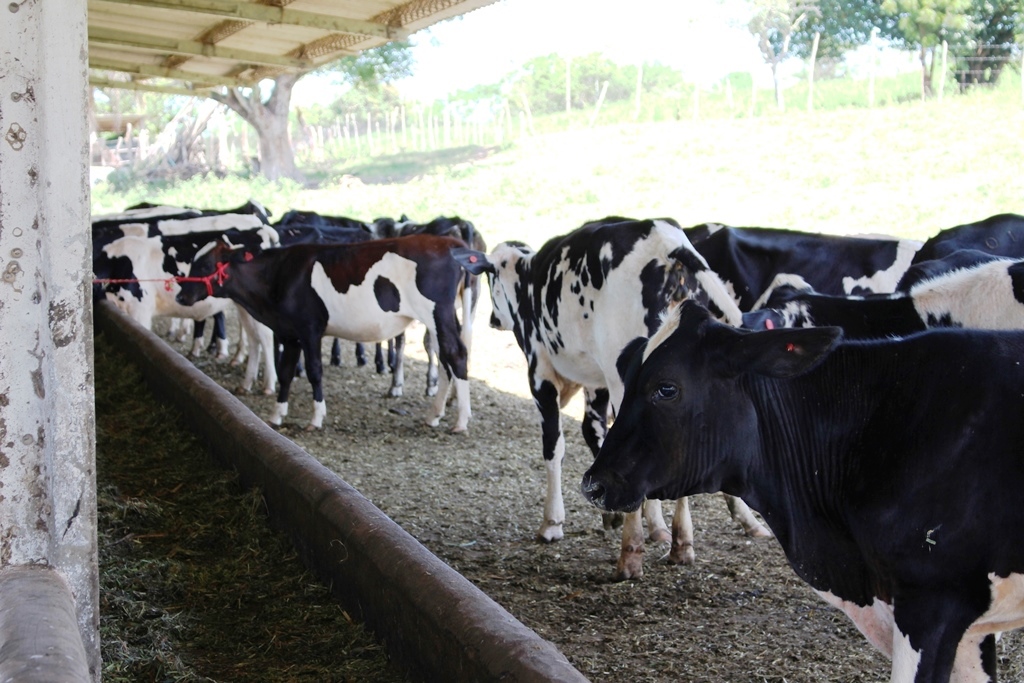 Pindorama comemora avanços na pecuária leiteira