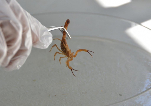 Acidentes com escorpiões tendem a aumentar no verão