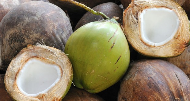 Nova indústria de coco chega a Alagoas com investimentos de R$ 15 mi