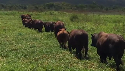Fazenda Mangabeira disponibiliza gado para cruzamento industrial