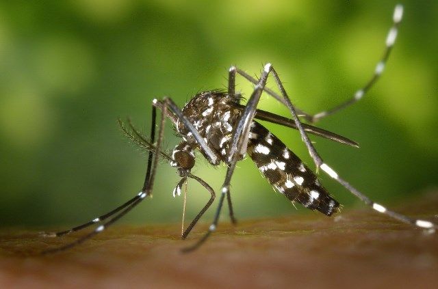 Em Alagoas, número de casos de dengue sobe 981%