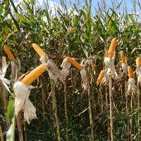 Safra de milho do Brasil aproxima-se de recorde
