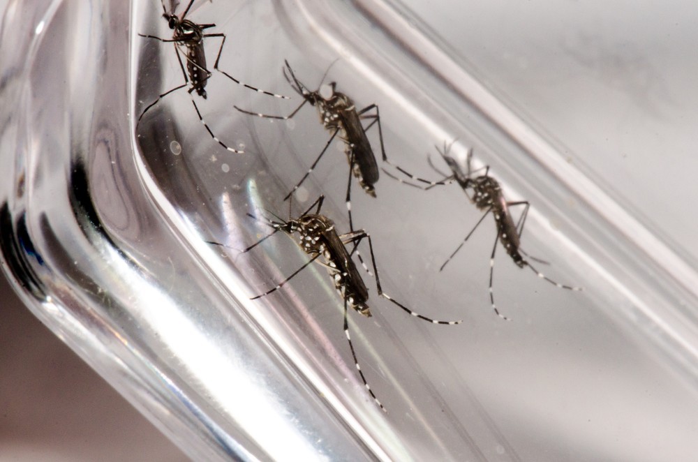 Alagoas teve 80 casos confirmados de dengue desde janeiro de 2019