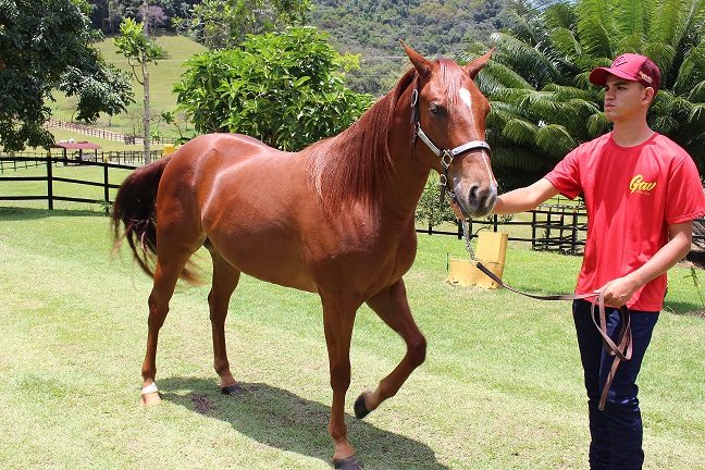 7º Alagoas Quarter Horse acontece nesta quinta (10)