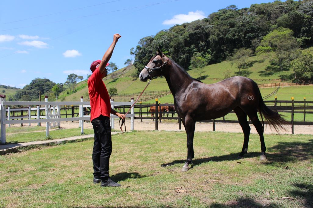 Tropa Alagoas Quarter Horse alia beleza e funcionalidade do QM de vaquejada