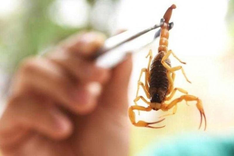 Sesau alerta sobre aumento de acidentes com escorpiões durante verão